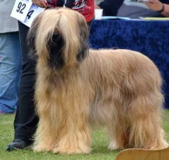Foto 2 van de pups
