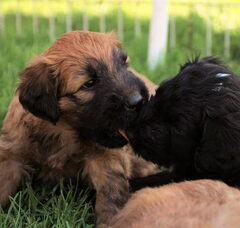 Foto 3 van de pups