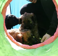 Foto 5 van de pups