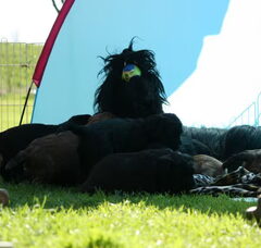 Foto 6 van de pups