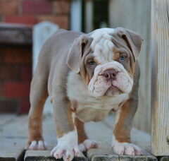 Foto 3 van de pups