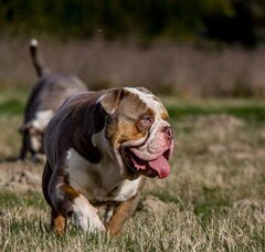 Foto 4 van de pups