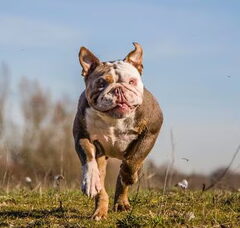 Foto 2 van RebelBullys