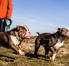 Foto 3 van RebelBullys