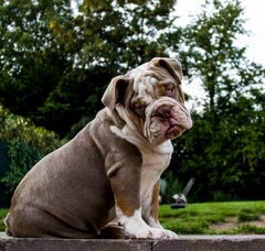 Foto 6 van RebelBullys