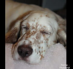 Foto 2 van de pups