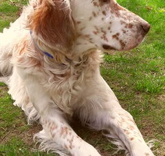 Foto 4 van de pups