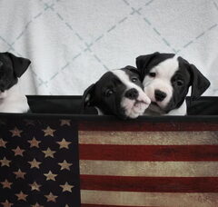 Foto 2 van de pups