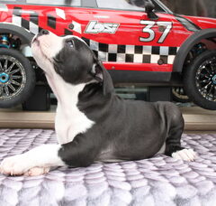 Foto 3 van de pups
