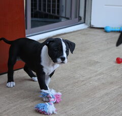 Foto 5 van de pups