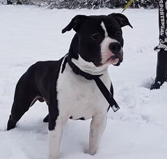 Foto 7 van de pups