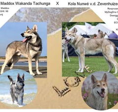 Foto 3 van Kennel v.d. Zevenhuizerplas