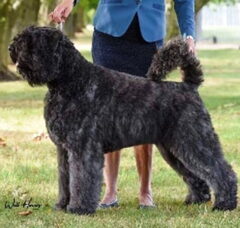 Foto 2 van Of Flanders Best - bouvier des Flandres