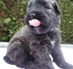 Foto 3 van Of Flanders Best - bouvier des Flandres
