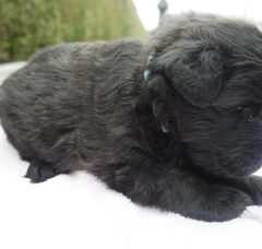 Foto 4 van Of Flanders Best - bouvier des Flandres