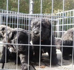 Foto 5 van Of Flanders Best - bouvier des Flandres