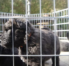 Foto 6 van Of Flanders Best - bouvier des Flandres