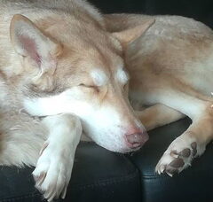 Foto 2 van de pups