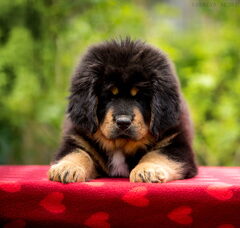 Foto 2 van de pups