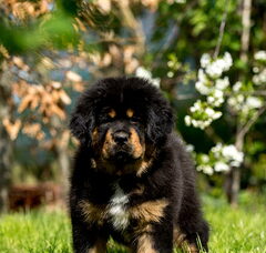 Foto 3 van de pups