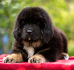 Foto 4 van de pups