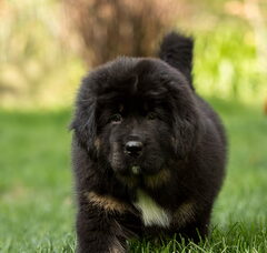 Foto 5 van de pups