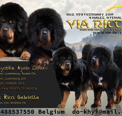 Foto 7 van de pups