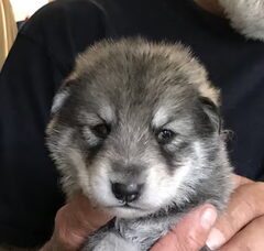 Foto 2 van de pups