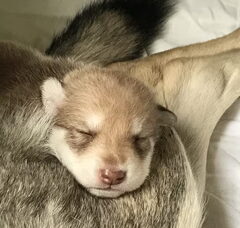 Foto 4 van de pups