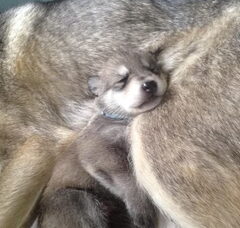 Foto 5 van de pups