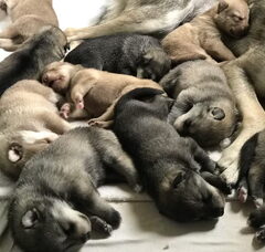 Foto 6 van de pups