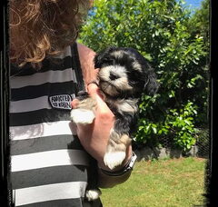 Foto 2 van de pups
