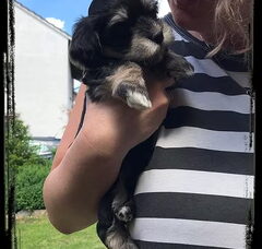 Foto 3 van de pups