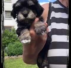 Foto 4 van de pups