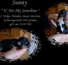 Foto 5 van de pups
