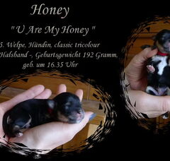 Foto 6 van de pups