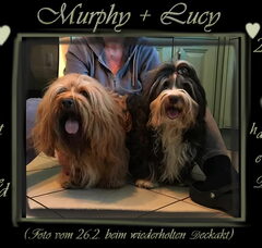 Foto 7 van de pups