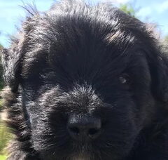 Foto 2 van de pups
