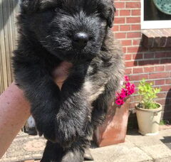 Foto 3 van de pups