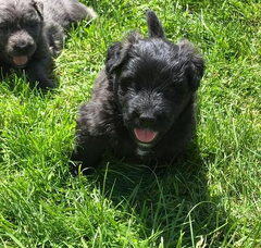 Foto 4 van de pups