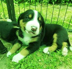 Foto 2 van de pups