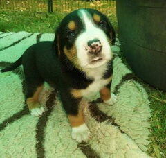 Foto 3 van de pups