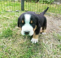 Foto 4 van de pups