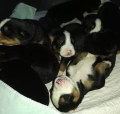 Foto 5 van de pups