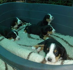Foto 6 van de pups
