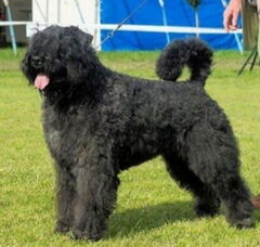 Foto 2 van de pups