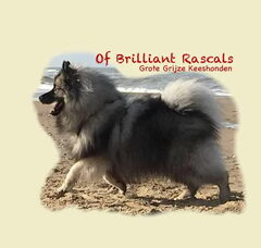 Foto 2 van Of Brilliant Rascals