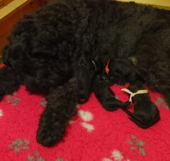 Foto 3 van de pups