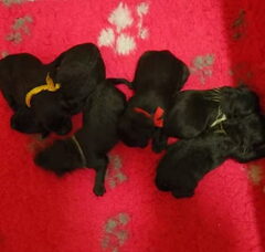 Foto 4 van de pups