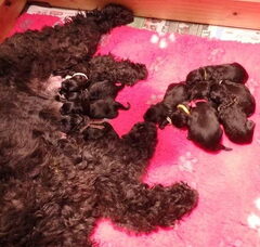 Foto 5 van de pups